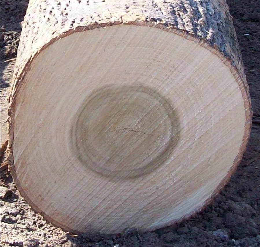 Kanada Kavağı: Özellikleri, Kullanım Alanları ve Avantajları